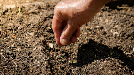 Female hand seeding organic vegetable seeds in fertilized soil at garden bed. Sowing and plantind seeds at backyard garden