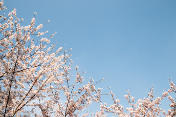 Spring cherry blossoms and blue sky