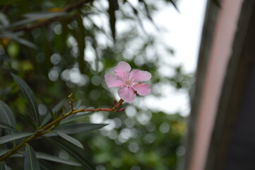 Pink Flower