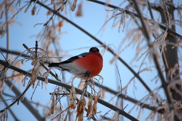 Bullfinch with red breast sits on a branch in winter