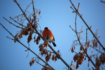 Bullfinch with red breast sits on a branch in winter