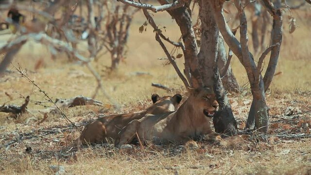 Leones en Africa