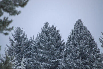view of three frirs covered with hoarfrost and snow