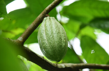 The cocoa bean or simply cocoa. Close up detail of cocoa beans on the tree, fresh green cocoa beans ready to be harvested