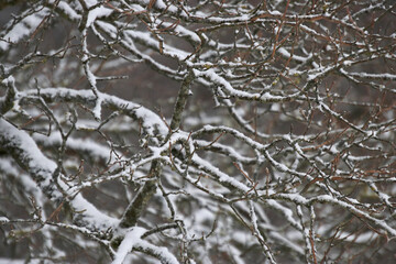 branches of a tree with hoarfrost and snow