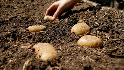 Farmer picking potato growin in garden bed on field. Farmer harvesting and collecting organic vegetables growing on farm