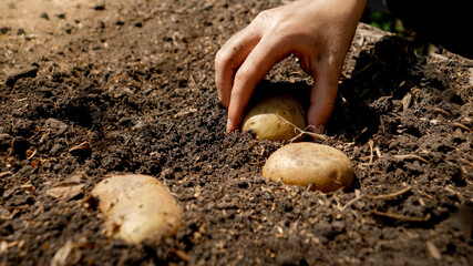 Closeup of female farmer planting organic potato in fertile garden soil and covering it with ground. Concept of growing and planting organic vegetables.