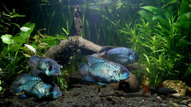 group of adult electric blue acaras, freshwater cichlid fish rest in natural aquarium, beautiful and peaceful artificial breed species, panorama view footage