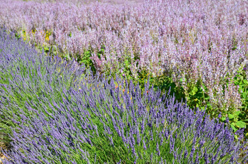 Lavender (Lavandula angustifolia) and lavendin (Lavandula × intermedia) field background, closeup...
