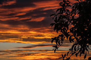 Obraz na płótnie Canvas Wunderschöne Nahaufnahme eines Astes während des Sonnenuntergangs im Taunus