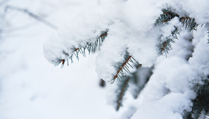 Christmas banner with spruce tree in snow and blurry background with space for text. Spruce branches are covered with soft white freshly fallen snow, beautiful winter nature in forest.