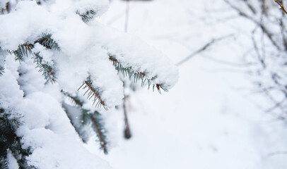 Christmas banner with spruce tree in snow and blurry background with space for text. Spruce branches are covered with soft white freshly fallen snow, beautiful winter nature in forest.