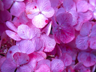 inflorescences of pink hydrangea large-leaved garden close-up