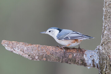White-breasted Nuthatch standing on a pine tree branch