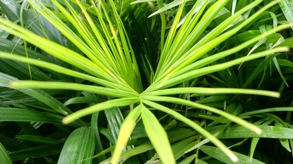 beautiful leaf  at park