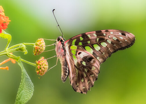 Side view close up of tailed jay butterfly on flower against green blurred background