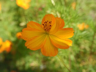 Orange flower in the garden in Chiang Mai Thailand.