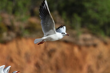 seagull in flight