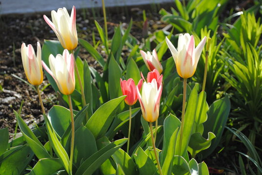 Tulipa kaufmanniana Regel
