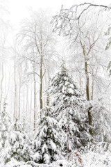 Verschneiter Wald in der Eifel, Deutschland