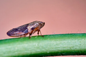 Erlenschaumzikade ( Aphrophora alni ).