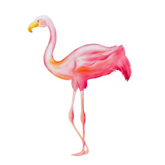 Hand drawn  watercolor pink beautiful flamingo isolated at white background.