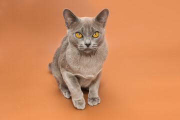 Beautiful cat of the European Burmese breed