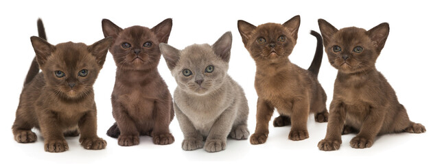 Five kittens of the European Burmese breed