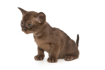 Obraz premium Small chocolate-colored kitten European Burmese