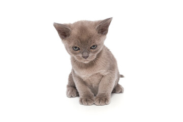 Kitten of the European Burmese is gray