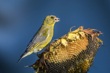 Grünfink (Carduelis chloris)