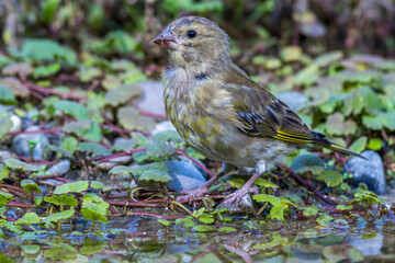 Grünfink (Carduelis chloris) an Wasserstelle