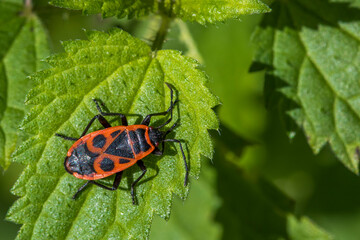 Feuerwanze (Pyrrhocoris apterus)