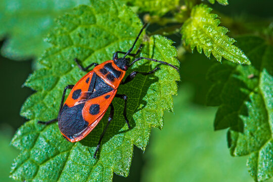 Feuerwanze (Pyrrhocoris apterus)