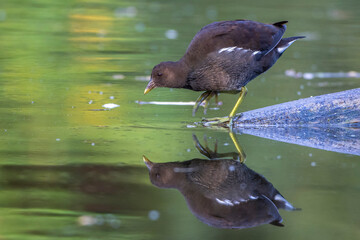 Grünfüßiges Teichhuhn (Gallinula chloropus) Jungvogel