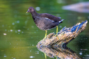 Grünfüßiges Teichhuhn (Gallinula chloropus) Jungvogel