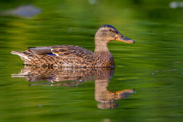 Stockente (Anas platyrhynchos) Weibchen