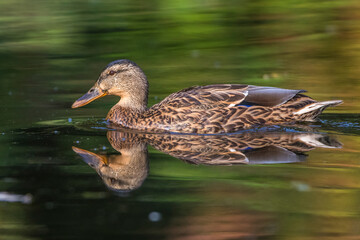 Stockente (Anas platyrhynchos) Weibchen