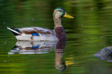 Stockente (Anas platyrhynchos) Erpel im Schlichtgefieder