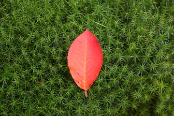 red leaf on green background