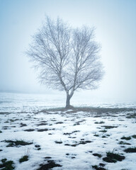 Árbol nevado con forma de V y niebla