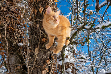 Fototapeta na wymiar KATZE IM BAUM . CAT IN THE TREE