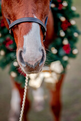Horse portrait on nature background with a christmas wreath. Beautiful christmas detailed portrait of a horse stallion mare.
