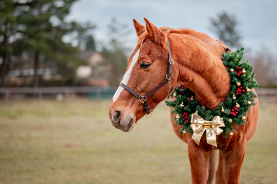 Horse portrait on nature background with a christmas wreath. Beautiful christmas portrait of a horse stallion mare.
