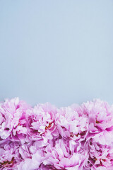 Floral frame made with beatiful fresh pink peonies in full bloom on concrete grey background. Blooming flowers, top view. Flat-lay. Copy space. Mother's day, Birthday, Valentine's day card.