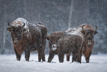Bison Calf With Tongue Hanging Out, Covered With Snow Crust.Winter Christmas Image With Brown Bison Family ( Aurochs Or Bison Bonasus ). Huge European Wooden Bison Or Wisent .Wild Bulls Of Europe. - 403623325