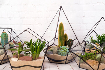 Geometric glass florarium with succulent plants.