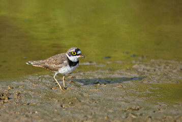 Little Ringed Plover - Charadrius dubius, beautiful small plover from Worldwide fresh waters, Sri Lanka.