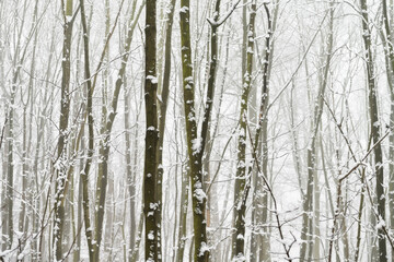 Baumstämme, Laubwald im Winter mit Schnee