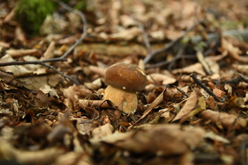 Mushroom Boletus edulis. Most tasty mushroom in Poland